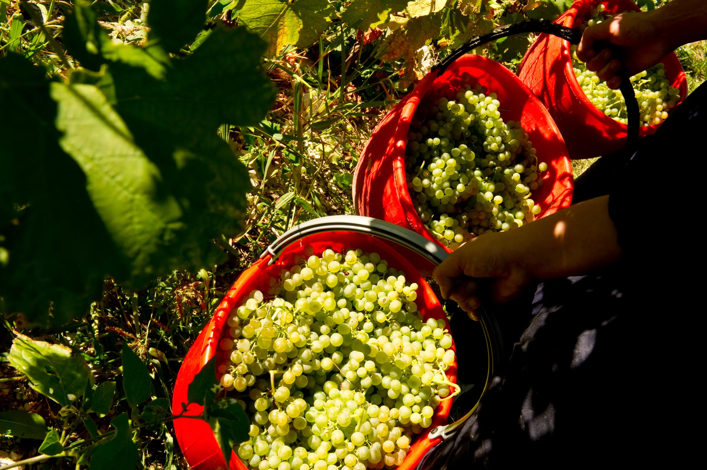 Red crates full of freshly harvested white grapes between the vine rows
