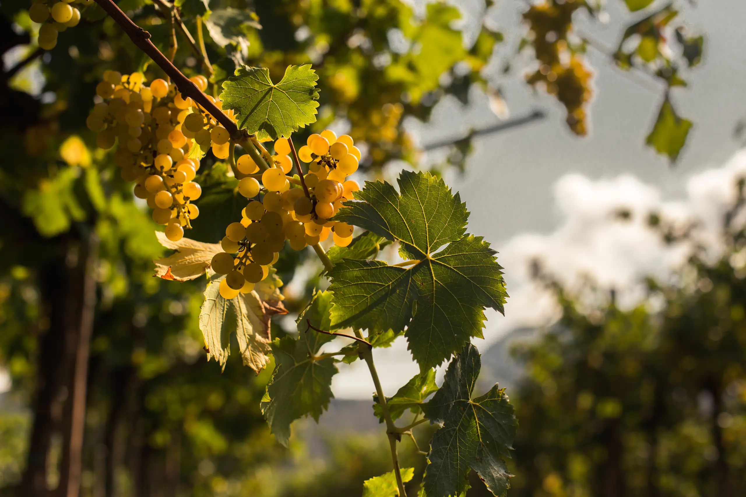 Sun-gilded bunches of white grapes among the vine leaves
