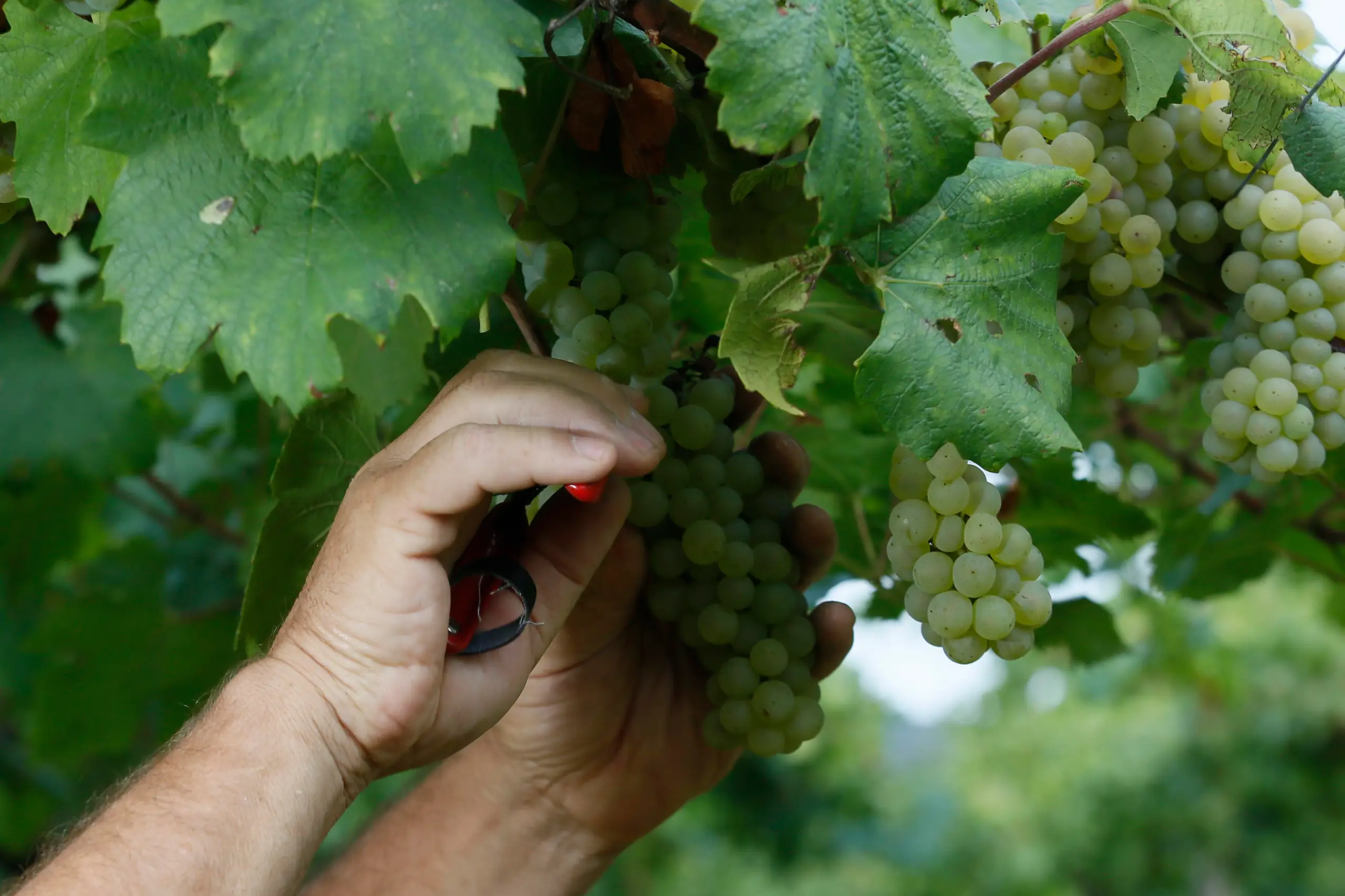 Hands cutting a bunch of white grapes during the harvest