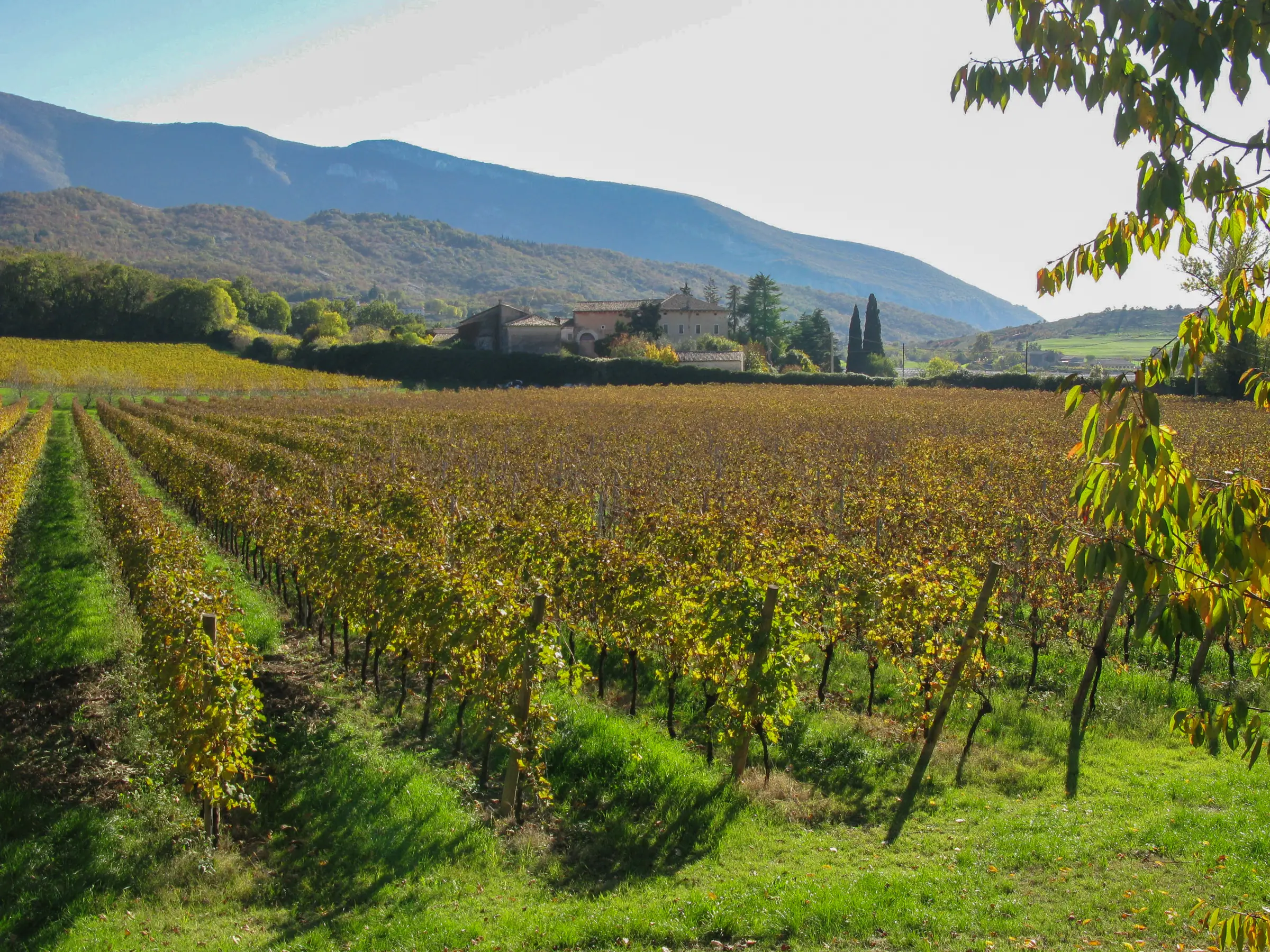 Vigneto in autunno ai piedi dei monti, con una villa veneta e i cipressi