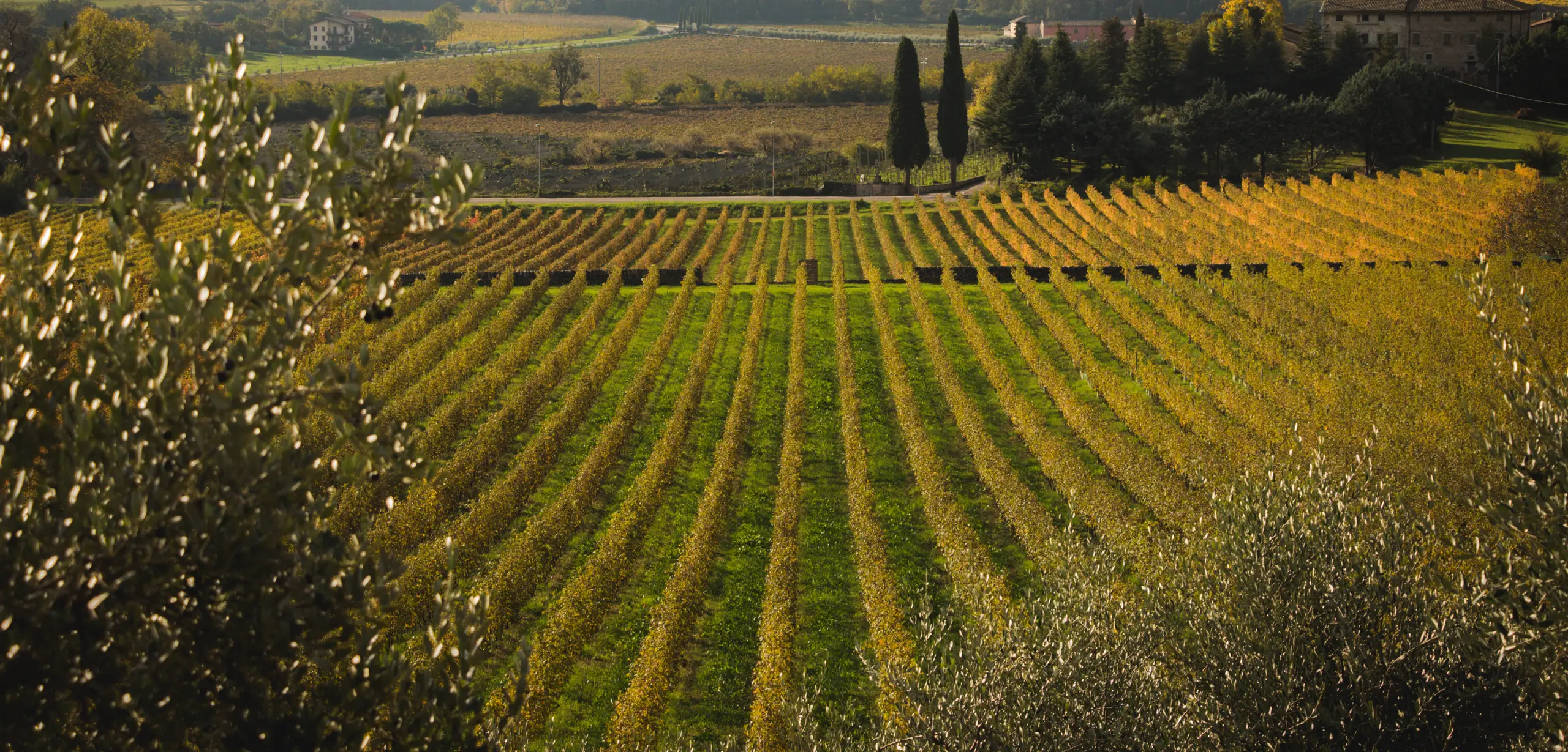 Filari di vigneto in autunno tra le colline veronesi, con i cipressi e un casale